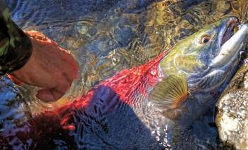 Los salmones salvajes nadan al doble de velocidad bajo los efectos de la cocaína | Animales