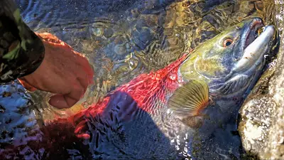 Los salmones salvajes nadan al doble de velocidad bajo los efectos de la cocaína, según reveló un estudio Los salmones salvajes nadan al doble de velocidad bajo los efectos de la cocaína, según reveló un estudio