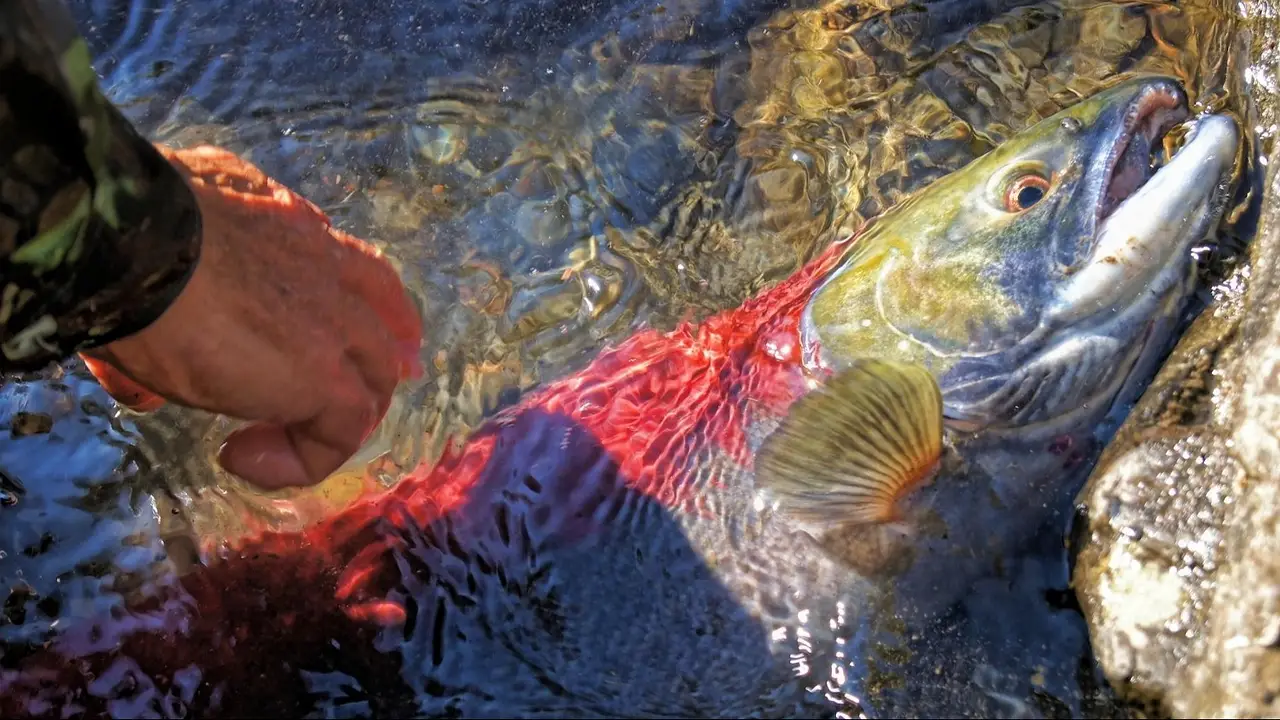 Los salmones salvajes nadan al doble de velocidad bajo los efectos de la cocaína, según reveló un estudio
