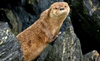 Reapareció “Changuita” tras 7 años: la historia de la nutria más pequeña del mundo  | Animales