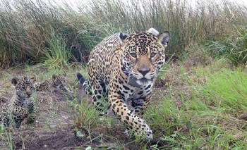 Liberan en Corrientes un animal en peligro de extinción, tras 70 años | Animales
