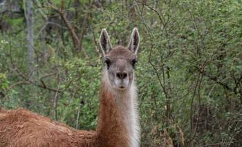 Vuelven después de 113 años: liberaron guanacos en Chaco y empezaron los cuestionamientos | Animales