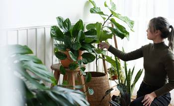 Qué plantas tener en casa para reducir el estrés y mejorar el descanso | Hogar