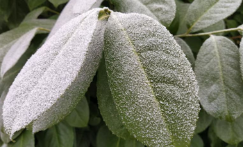 Chau a las plagas: el mejor repelente casero para cuidar tus plantas  | Plantas