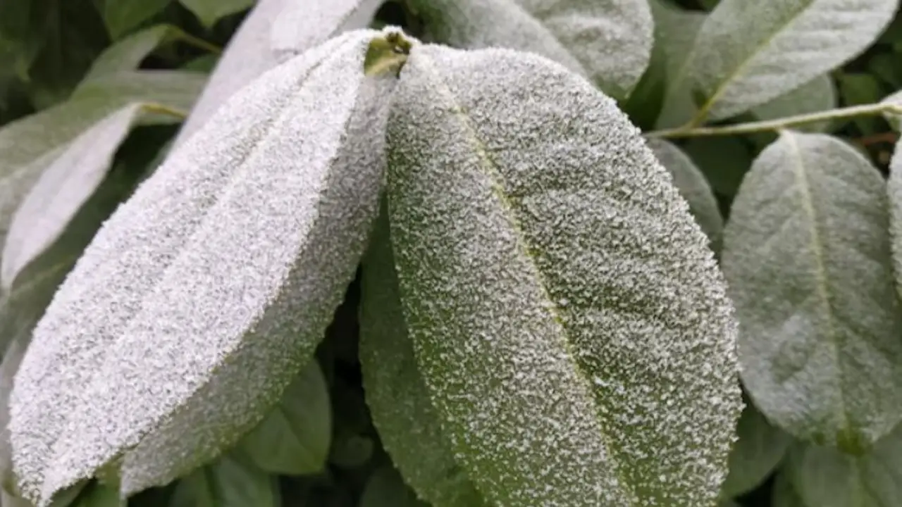 bicarbonato en plantas.