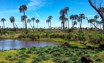 Vuelven después de 40 años: liberan a una familia entera de animales en extinción | Corrientes
