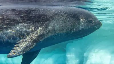 Fotógrafos logran capturar las primeras imágenes de un misterioso animal marino: solo vieron dos ejemplares en toda su vida Fotógrafos logran capturar las primeras imágenes de un misterioso animal marino: solo vieron dos ejemplares en toda su vida