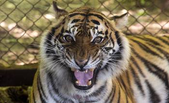 Traslados cuestionados: por qué tantos animales argentinos rescatados no sobreviven en sat | Animales