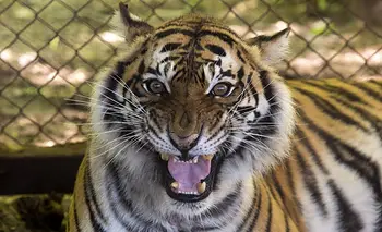 Traslados cuestionados: por qué tantos animales argentinos rescatados no sobreviven en sat | Animales