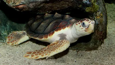 Tortuga Tortuga