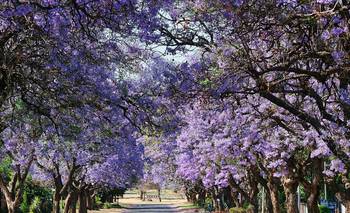 Árbol del Jacarandá: origen, cuándo llegó a Buenos Aires y cuántos ejemplares hay | Plantas