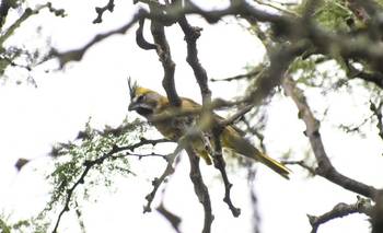 Liberaron en La Pampa a una bandada de una importante ave en peligro de extinción | Animales