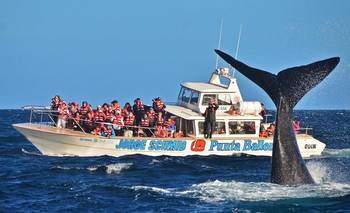 Comienza la temporada de ballenas en Chubut: cuándo ir para un avistaje exitoso | Escapadas