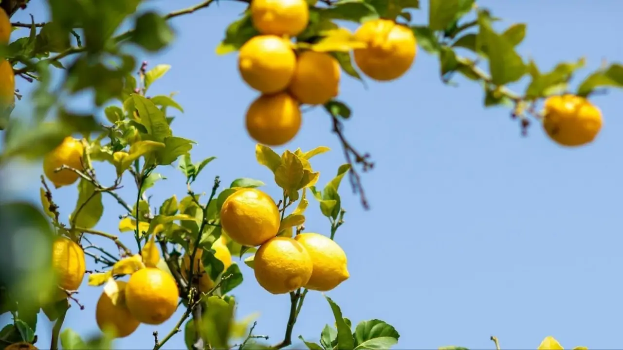 Limonero