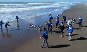 Vuelven al mar después de un año: 15 pingüinos rescatados por heridas de pesca  | Animales