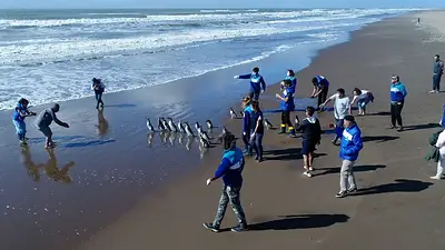 VIDEO: Vuelven al mar después de un año: 15 pingüinos rescatados por heridas de pesca o empetrolados regresan a su hábitat VIDEO: Vuelven al mar después de un año: 15 pingüinos rescatados por heridas de pesca o empetrolados regresan a su hábitat