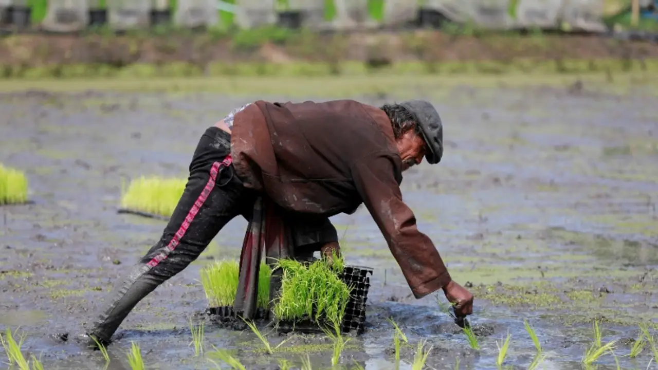 El suministro mundial de arroz se ve amenazado por la guerra en Irán y El Niño