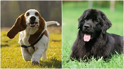 Perros Perros