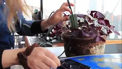 Chile: crean un cargador de celular que se enchufa a plantas Chile: crean un cargador de celular que se enchufa a plantas