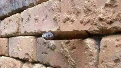 La ilusión óptica en un muro que desafía tu imaginación La ilusión óptica en un muro que desafía tu imaginación