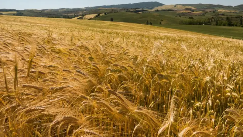 En medio del pedido de Carrió, el campo comenzó a retener cosecha de trigo En medio del pedido de Carrió, el campo comenzó a retener cosecha de trigo