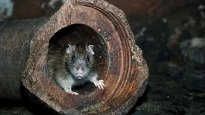 Hong Kong: las ratas infectan con hepatitis a humanos Hong Kong: las ratas infectan con hepatitis a humanos