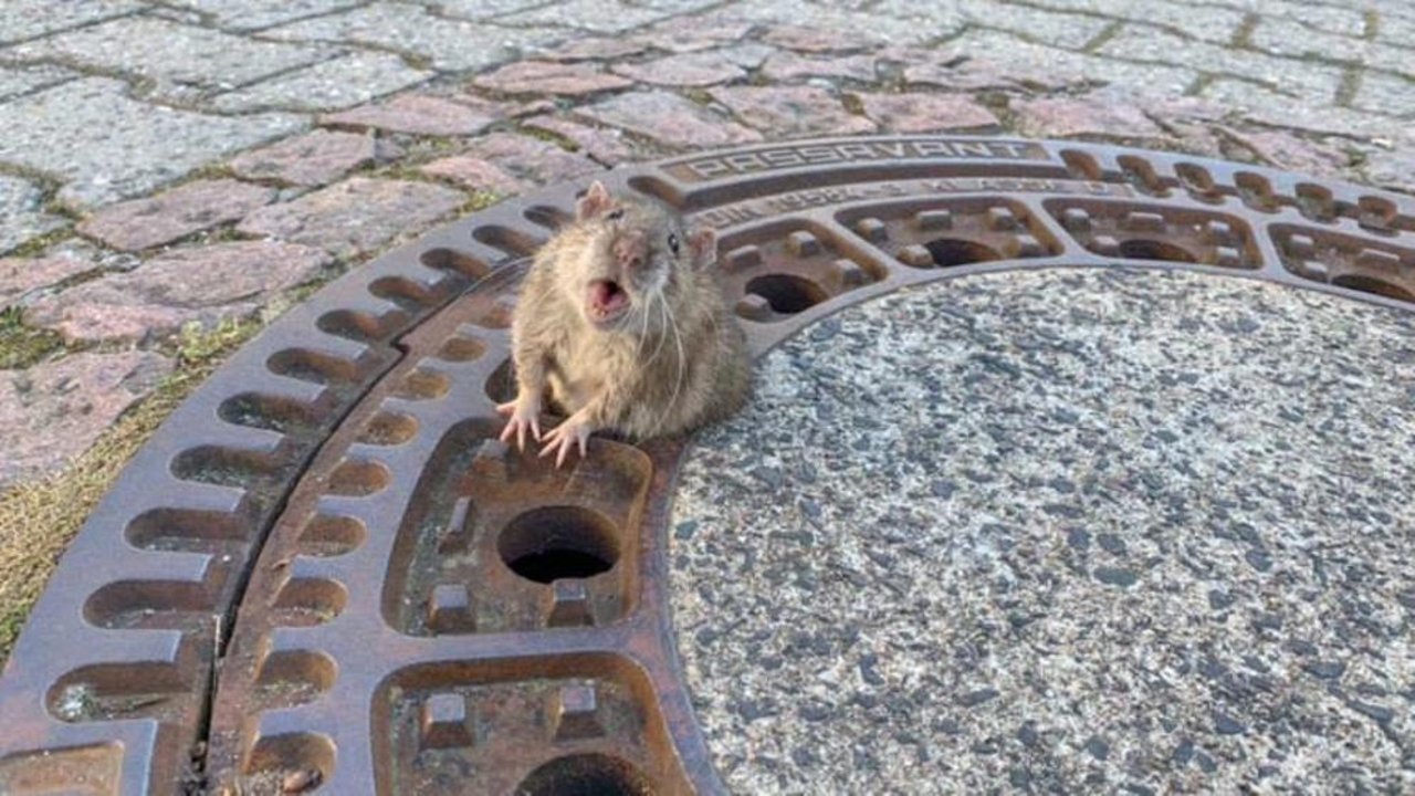 Preocupación en el mundo: Ratas transmitieron hepatitis E a humanos en Hong Kong