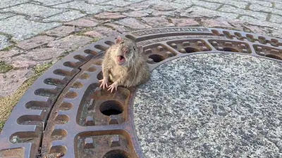 Preocupación en el mundo: Ratas transmitieron hepatitis E a humanos en Hong Kong Preocupación en el mundo: Ratas transmitieron hepatitis E a humanos en Hong Kong