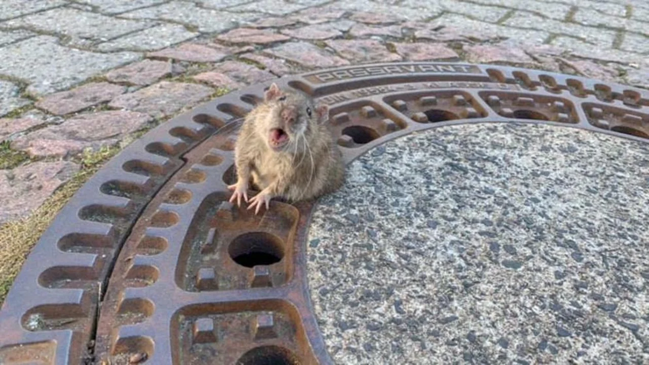 Preocupación en el mundo: Ratas transmitieron hepatitis E a humanos en Hong Kong