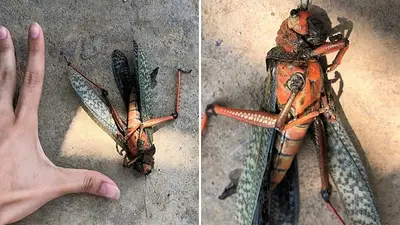 Encontró un insecto aterrador en su patio y generó pánico en las redes Encontró un insecto aterrador en su patio y generó pánico en las redes