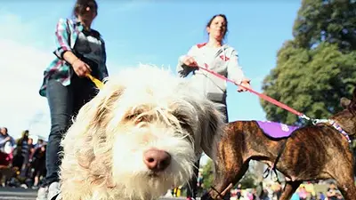 Convocan a voluntarios para cuidar mascotas de pacientes con COVID-19 que viven solos Convocan a voluntarios para cuidar mascotas de pacientes con COVID-19 que viven solos