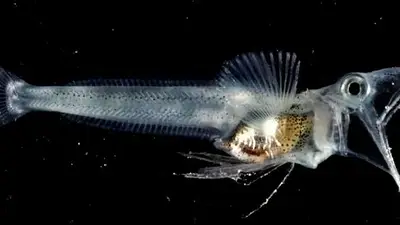 Peces "de hielo" y con sangre transparente: qué son los Channichthyidae que viven en la Antártida Peces "de hielo" y con sangre transparente: qué son los Channichthyidae que viven en la Antártida