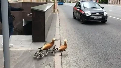 Video viral: Una familia de patos se adueñó de las calles rusas y la policía los ayudó a cruzar una avenida Video viral: Una familia de patos se adueñó de las calles rusas y la policía los ayudó a cruzar una avenida