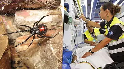No lo hagan en casa: quisieron convertirse en Spider-Man y se dejaron picar por una viuda negra No lo hagan en casa: quisieron convertirse en Spider-Man y se dejaron picar por una viuda negra