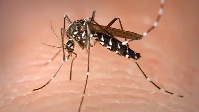 Alerta por el "mosquito tigre" que puede transmitir 22 tipos diferentes de virus Alerta por el "mosquito tigre" que puede transmitir 22 tipos diferentes de virus