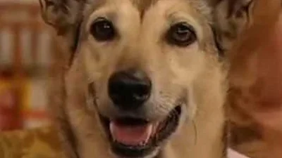 Qué fue de la vida de "Fatiga", el perro de Casados con Hijos: la tragedia fatal detrás del famoso animal Qué fue de la vida de "Fatiga", el perro de Casados con Hijos: la tragedia fatal detrás del famoso animal