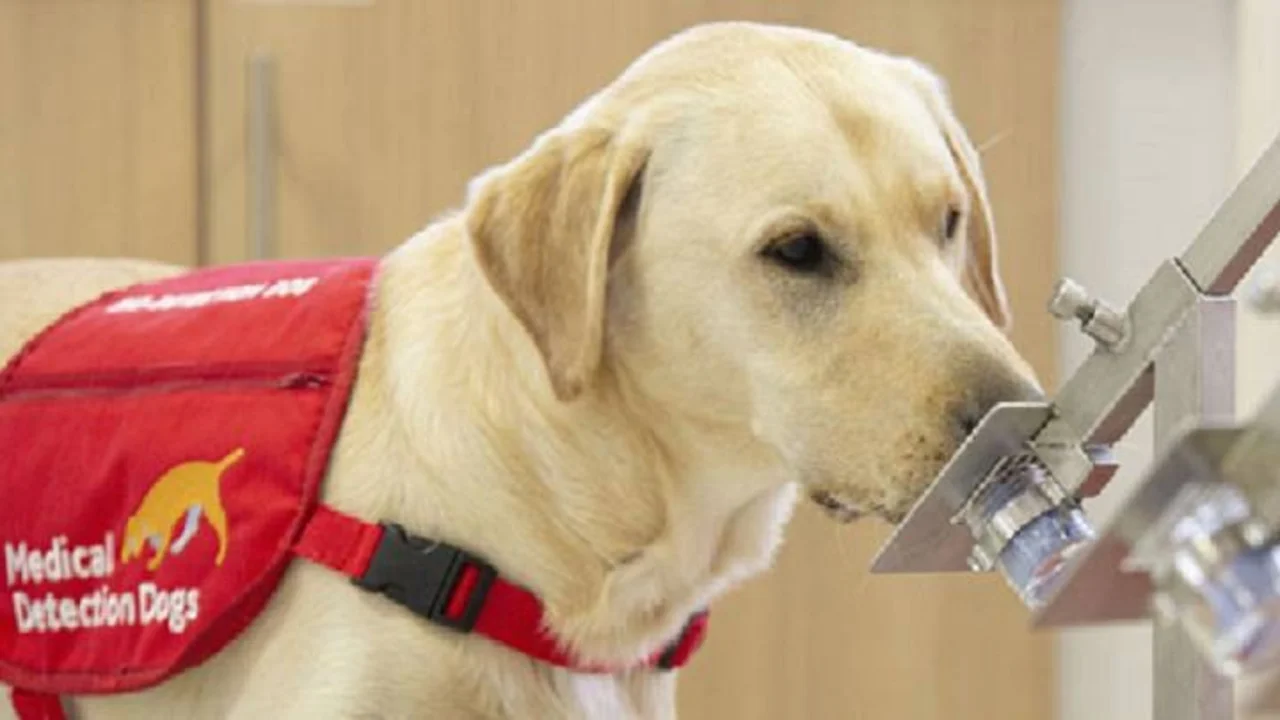 Los perros pueden detectar infectados con COVID-19