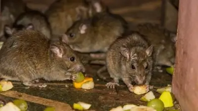 La ANMAT prohibió una harina de maíz por tener excremento de rata en su fábrica La ANMAT prohibió una harina de maíz por tener excremento de rata en su fábrica