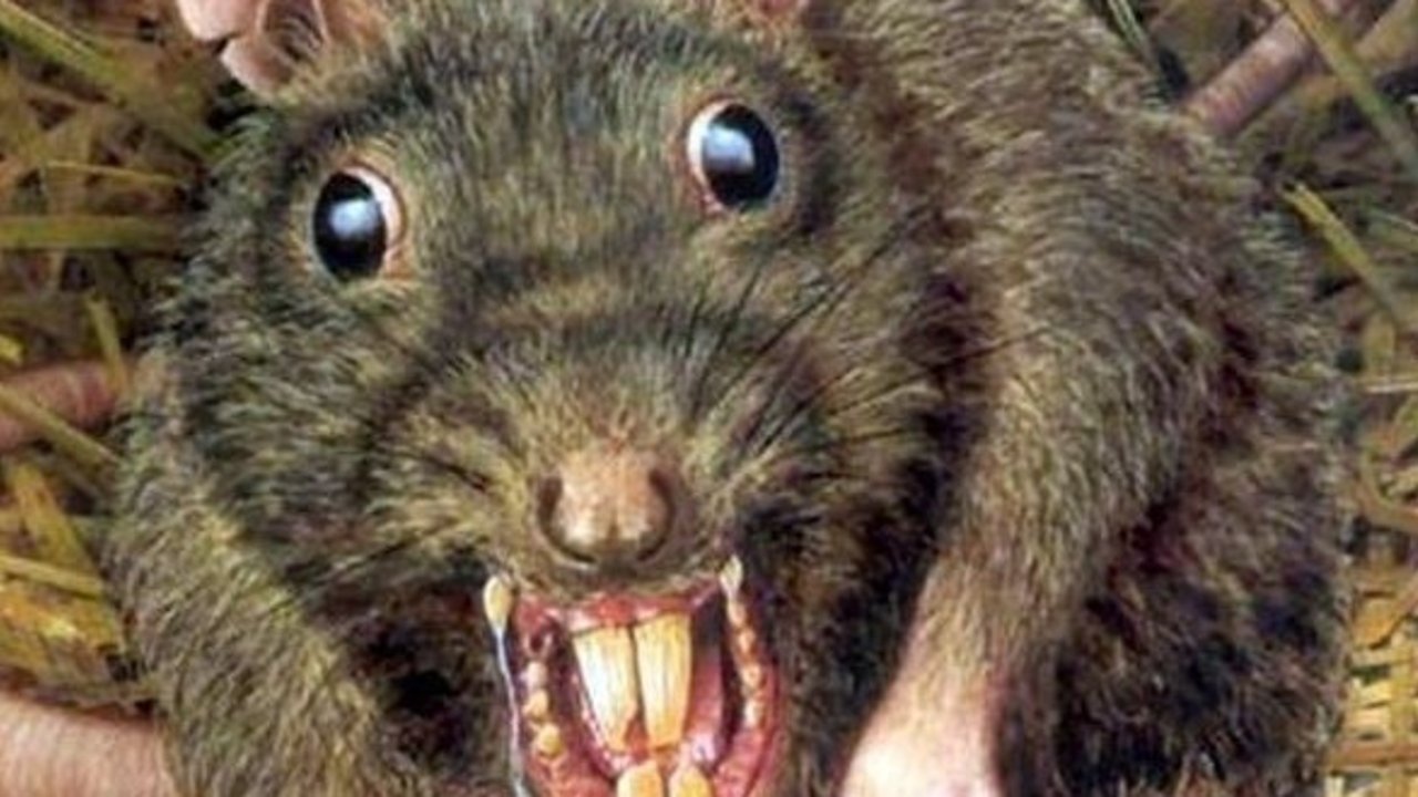 Pánico por una próxima invasión de ratas caníbales en EE.UU