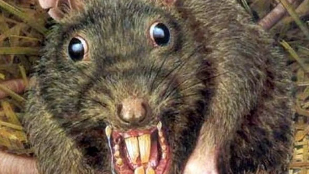 Pánico por una próxima invasión de ratas caníbales en EE.UU