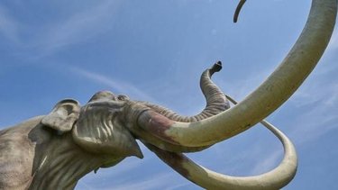 Prueban con un colmillo que un mamut dio dos vueltas a la tierra