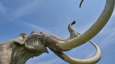 Prueban con un colmillo que un mamut dio dos vueltas a la tierra