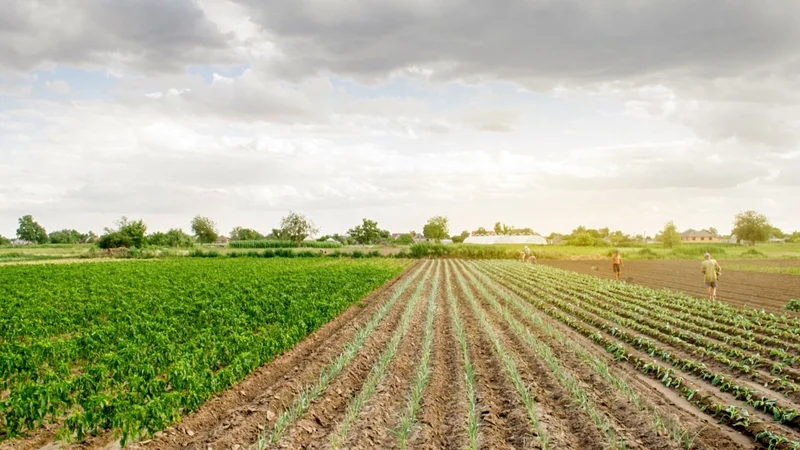 La demanda en el mercado de agroinsumos mejora sus índices