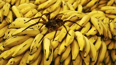 Araña bananera Araña bananera