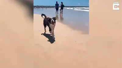 Stieve, el perro ciego que conoció el mar Stieve, el perro ciego que conoció el mar