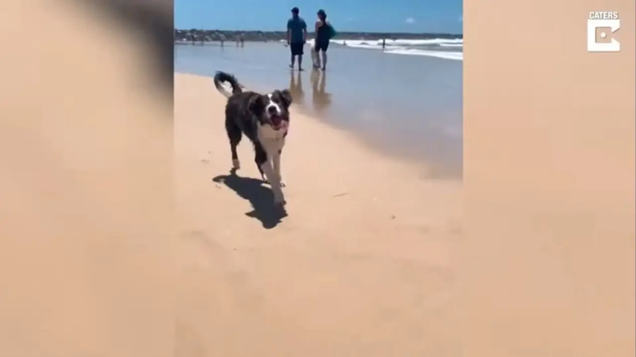 Stieve, el perro ciego que conoció el mar