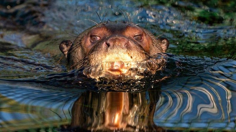 Gran sorpresa en Chaco: apareció una especie en El Impenetrable que se creía extinta