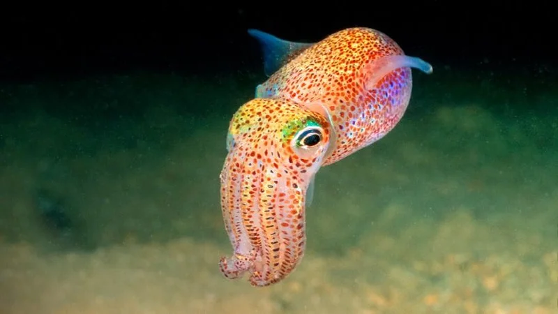 Calamar hawaiano