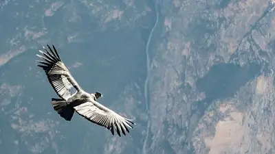 animales autóctonos de argentina animales autóctonos de argentina
