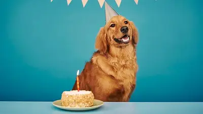 Perros edad. Perros edad.